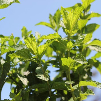 Algerische Fruchtminze (Pflanze)
