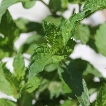 Algerische Fruchtminze (Pflanze)