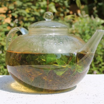 Algerische Fruchtminze (Pflanze)