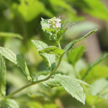 Algerische Fruchtminze (Pflanze)