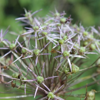Sternkugellauch (Samen)