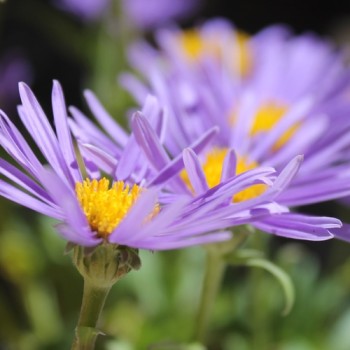 Alpen-Aster Dark Blue (Samen)