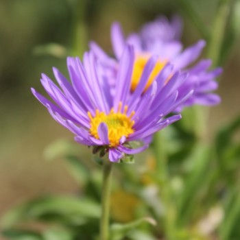 Alpen-Aster Dark Blue (Samen)