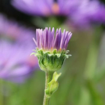 Alpen-Aster Dark Blue (Samen)
