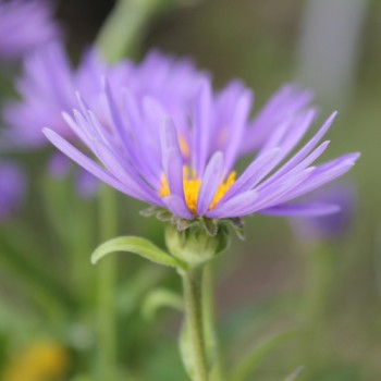 Alpen-Aster Dark Blue (Samen)