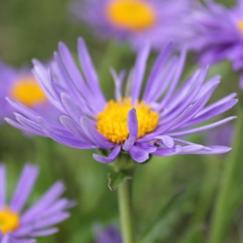 Alpen-Aster Dark Blue (Samen)
