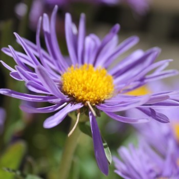 Alpen-Aster Dark Blue (Samen)
