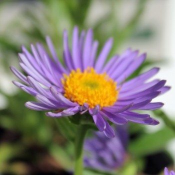 Alpen-Aster Dark Blue (Samen)