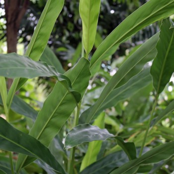 Thai-Ingwer Alpinia galanga Galgant Pflanze 20cm Ingwer Galangawurzel Langkuas