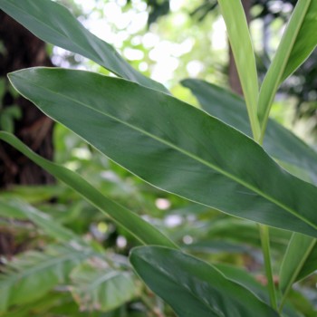 Thai-Ingwer Alpinia galanga Galgant Pflanze 20cm Ingwer Galangawurzel Langkuas