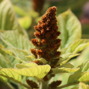 Amaranth Golden Giant (Samen)