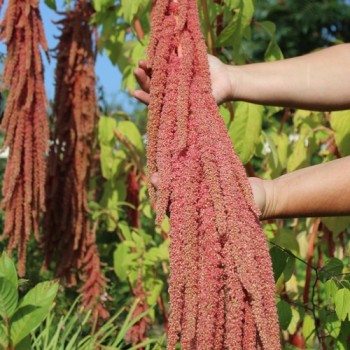 Amaranth Coral Fountain (Samen)