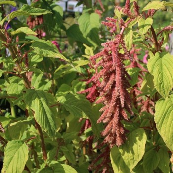 Amaranth Coral Fountain (Samen)