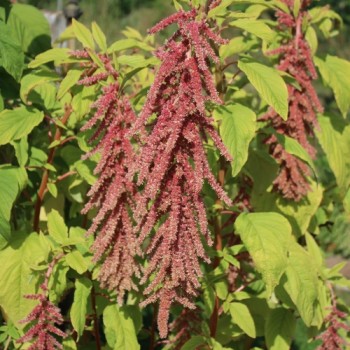 Amaranth Coral Fountain (Samen)