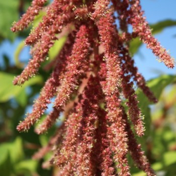 Amaranth Coral Fountain (Samen)