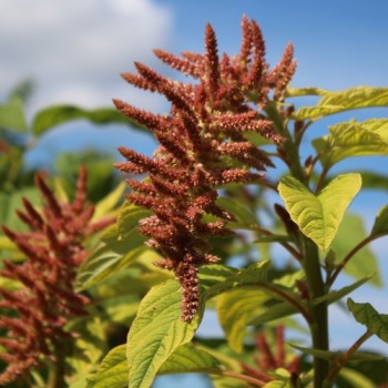 Amaranth Coral Fountain (Samen)