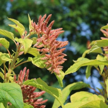 Amaranth Coral Fountain (Samen)