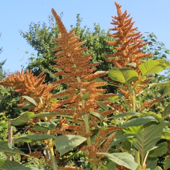Amaranth Golden Giant (Samen)