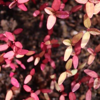Amaranth Kerala Red (Samen)