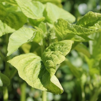 Amaranth Lou Sin Green (Samen)