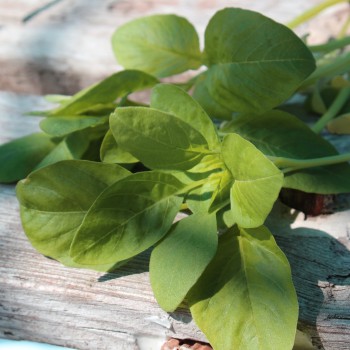 Amaranth Lou Sin Green (Samen)