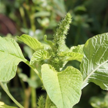 Amaranth Lou Sin Green (Samen)