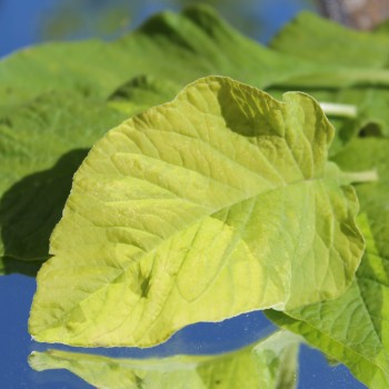 Amaranth Lou Sin Green (Samen)
