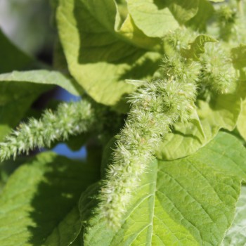 Amaranth Lou Sin Green (Samen)