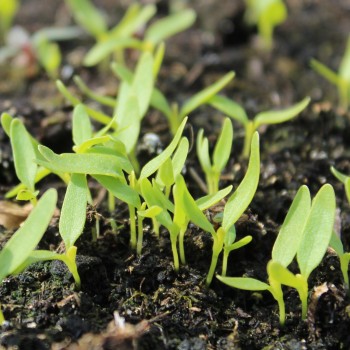 Amaranth Lou Sin Green (Samen)