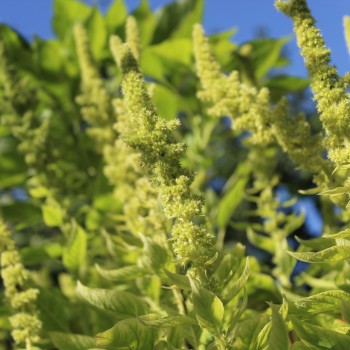 Popp-Amaranth Mercado (Samen)