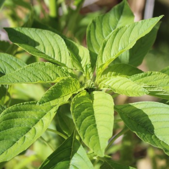 Popp-Amaranth Mercado (Samen)