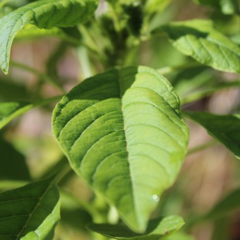 Popp-Amaranth Mercado (Samen)