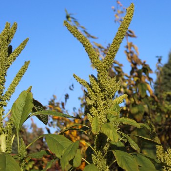 Popp-Amaranth Mercado (Samen)