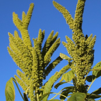 Popp-Amaranth Mercado (Samen)