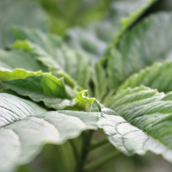 Popp-Amaranth Mercado (Samen)