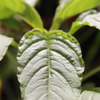 Popp-Amaranth Mercado (Samen)