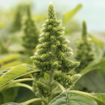 Popp-Amaranth Mercado (Samen)