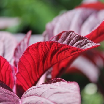 Amaranth All Red (Samen)