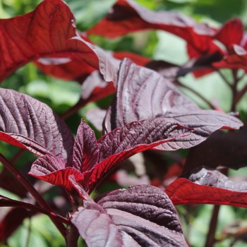 Amaranth All Red (Samen)