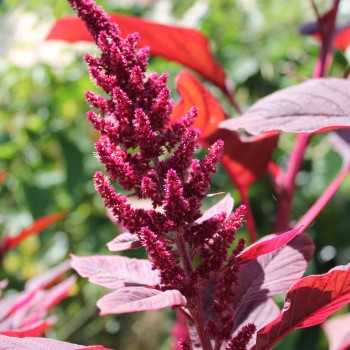Amaranth All Red (Samen)