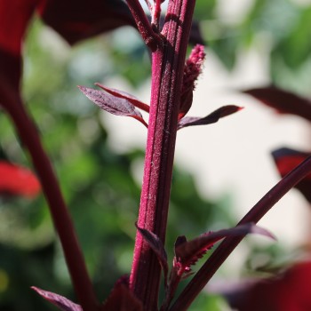 Amaranth All Red (Samen)