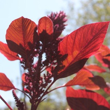 Amaranth Red Aztec (Samen)