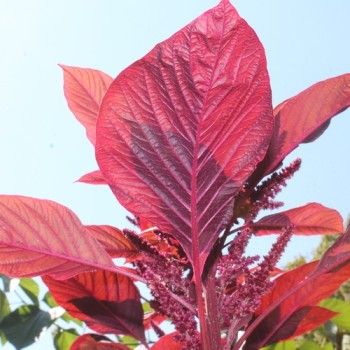 Amaranth Red Aztec (Samen)