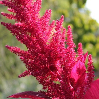 Amaranth Red Aztec (Samen)