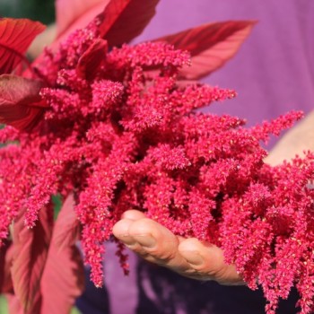 Amaranth Red Aztec (Samen)