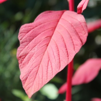 Amaranth Red Aztec (Samen)