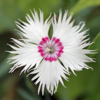 Anatolische Nelke (Samen)