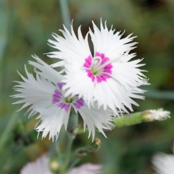 Anatolische Nelke (Samen)