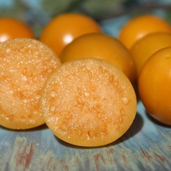 Neu! Andenbeere Schönbrunner Gold (Samen)