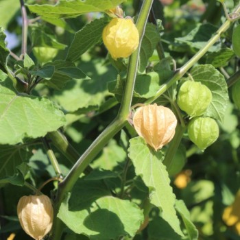 Neu! Andenbeere Schönbrunner Gold (Samen)